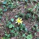 Image of Latin American buttercup