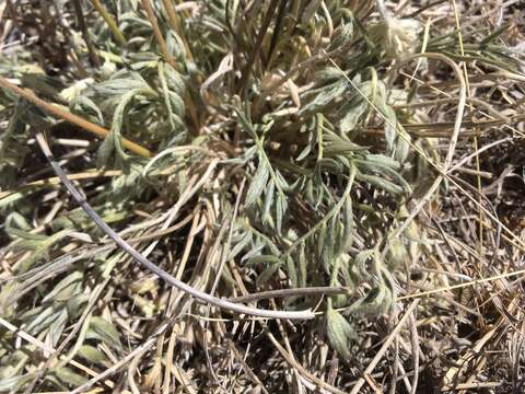 Image of white locoweed