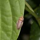 Image of Aspisoma ignitum (Linnaeus 1767)