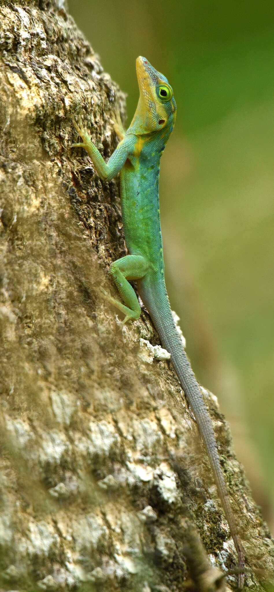 Image of Panther Anole