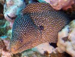 Image of Turkey moray