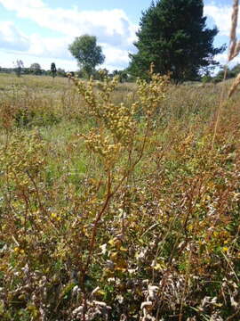 Image of Meadowsweet