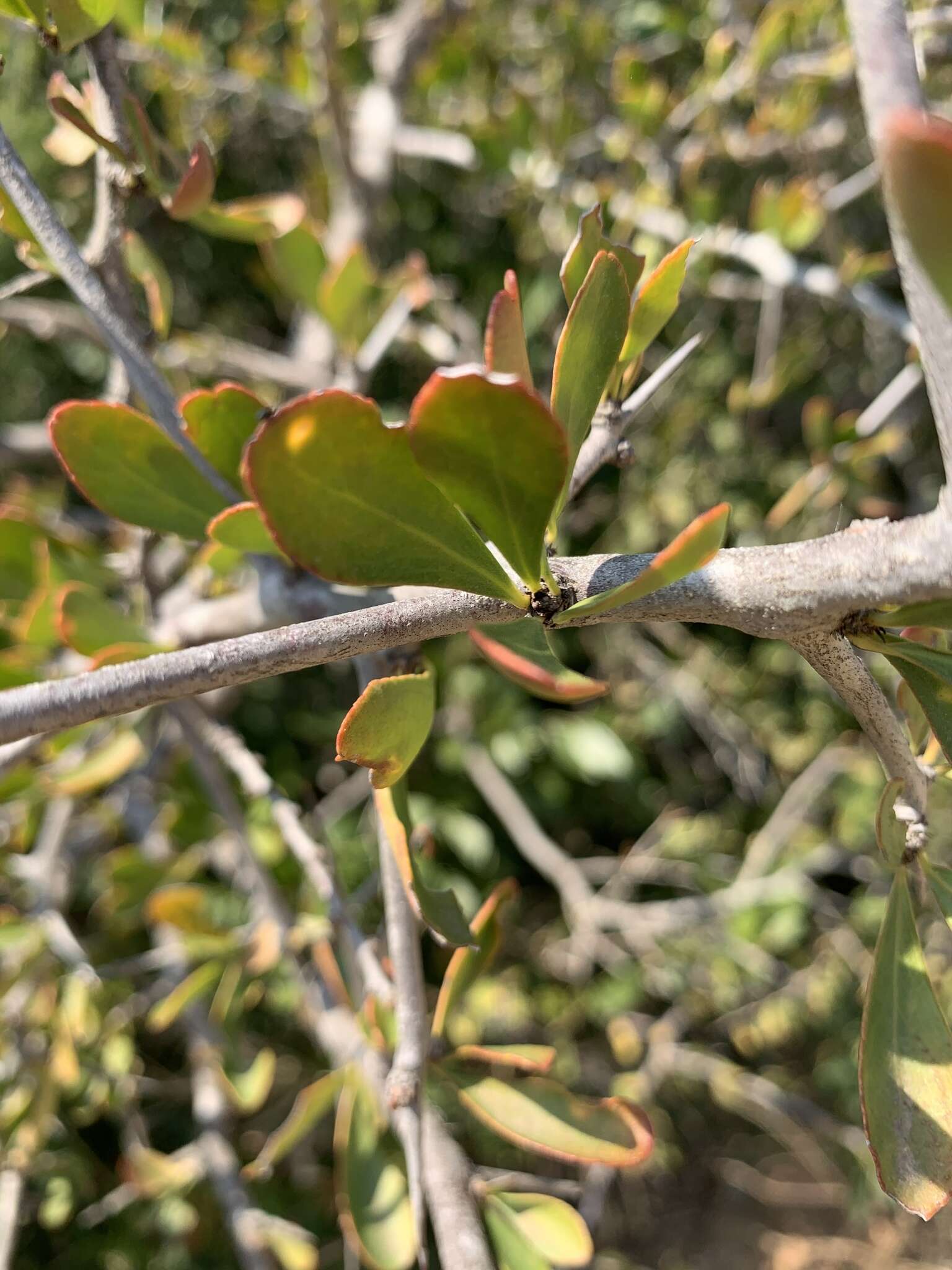 Слика од Gymnosporia maranguensis (Loes.) Loes.