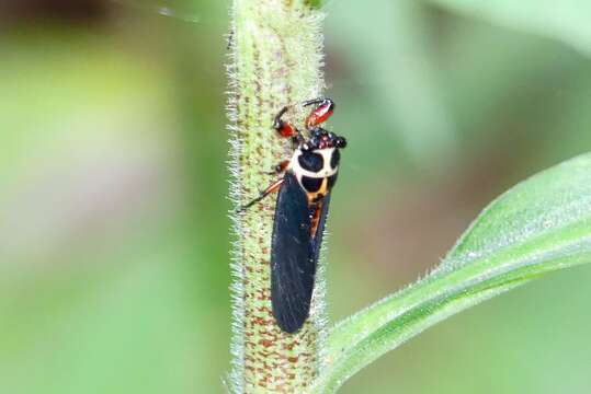 Sivun Scieroptera splendidula (Fabricius 1775) kuva