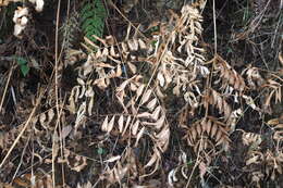 Plancia ëd Osmunda japonica Thunb.