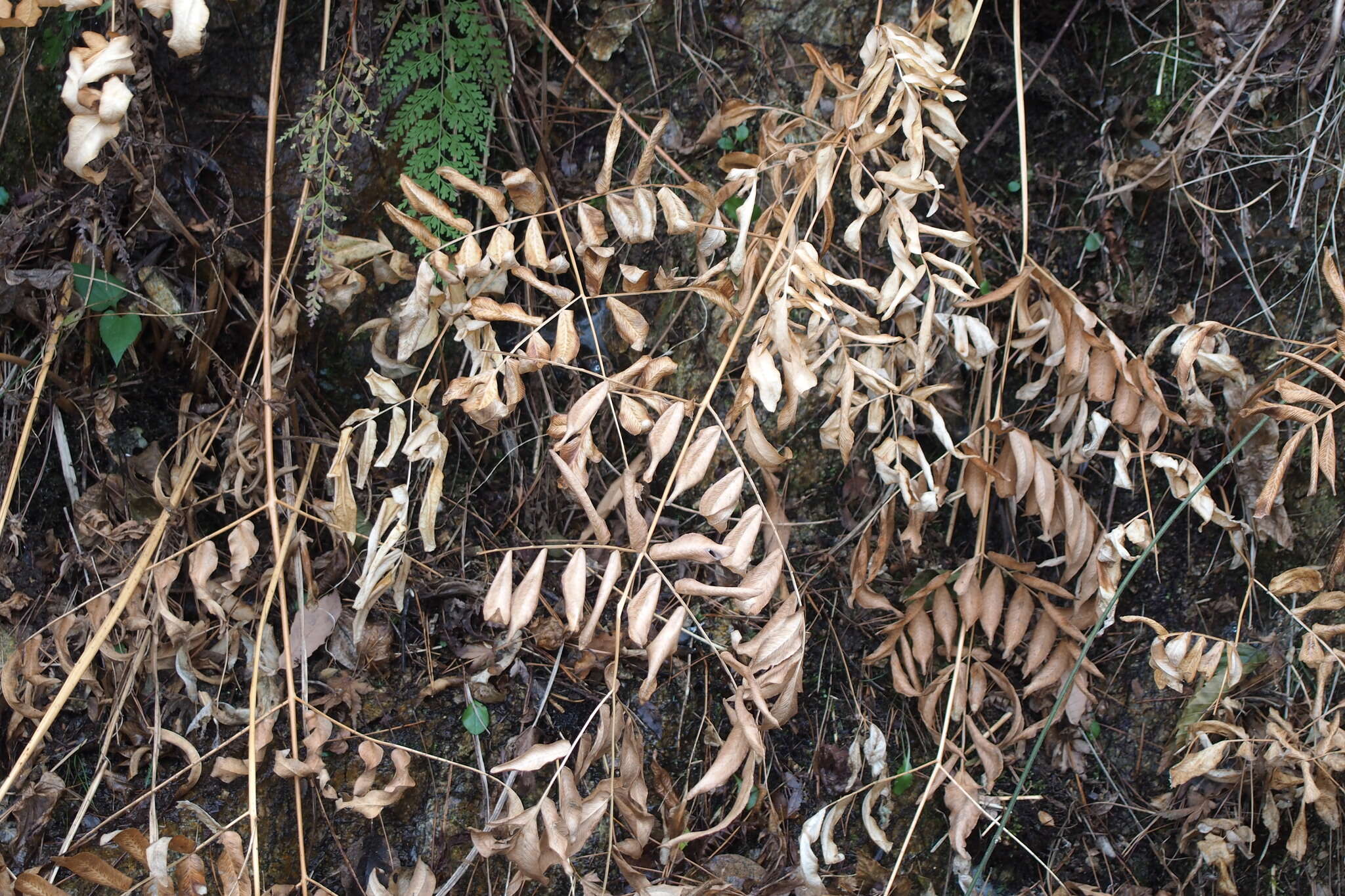 Image of Osmunda japonica Thunb.