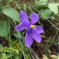 Imagem de Salpingostylis caelestina (W. Bartram) Small