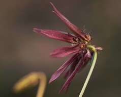 Image of Bulbophyllum fimbriatum (Lindl.) Rchb. fil.