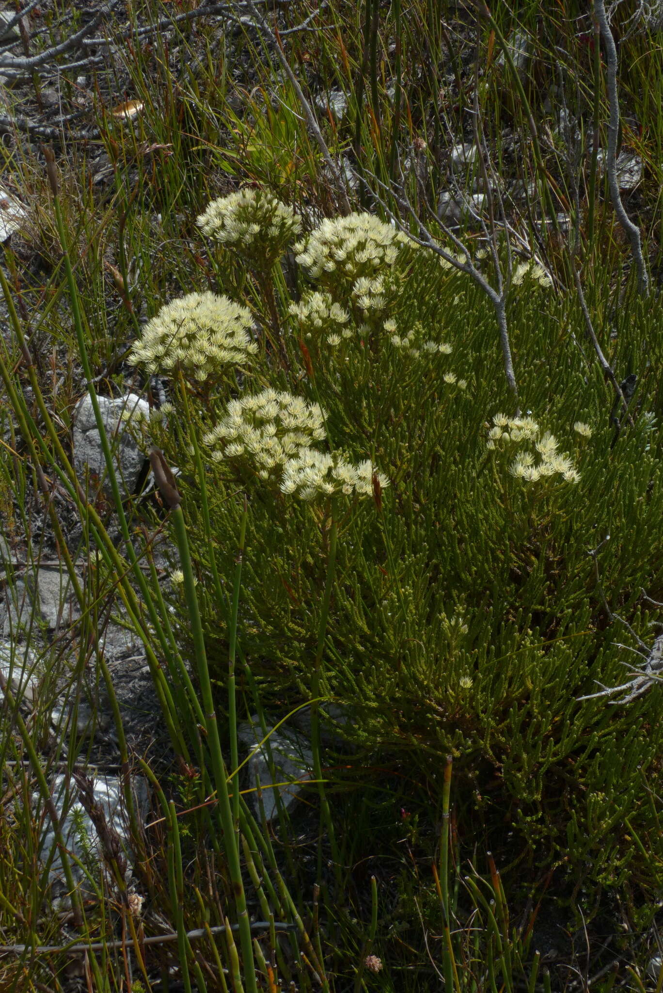 Image of Brunia paleacea Berg.