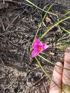 Image of Romulea camerooniana Baker