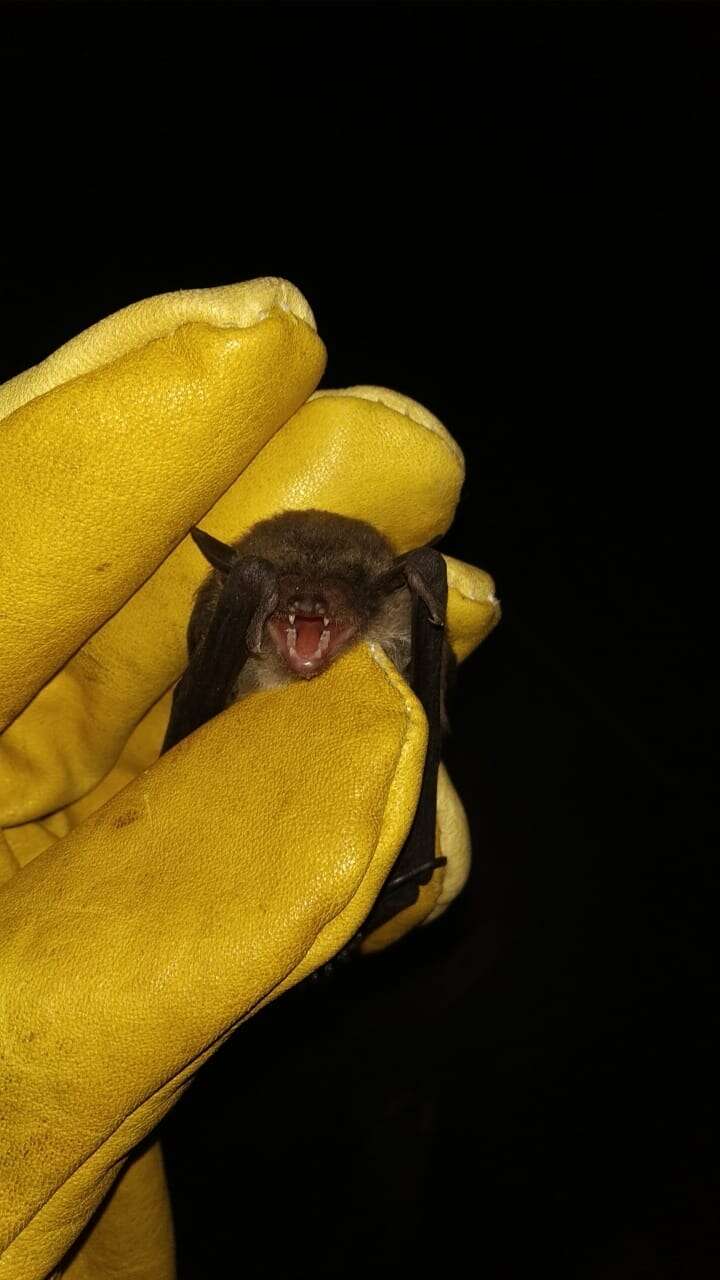 Image of Argentine Brown Bat