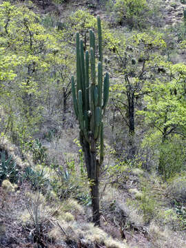 Imagem de Browningia hertlingiana (Backeb.) Buxb.