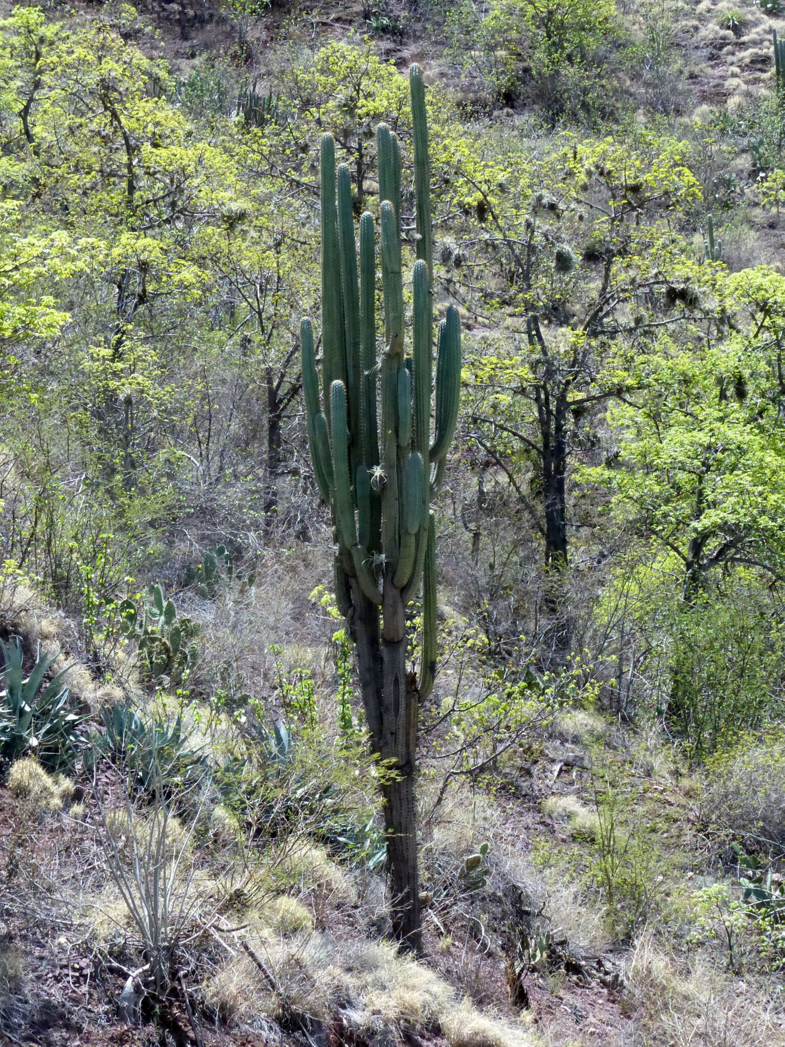 Imagem de Browningia hertlingiana (Backeb.) Buxb.