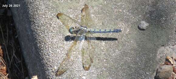 Image of Orthetrum lineostigma (Selys 1886)