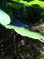 Image of <i>Calopteryx virgo festiva</i>