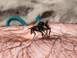 صورة Laphria columbica Walker 1866