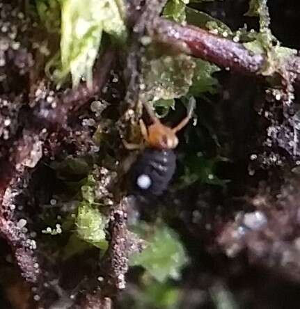 Image of Globular springtail