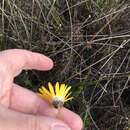 Image of Ursinia tenuifolia subsp. tenuifolia