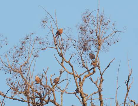 Image of Malabar Starling