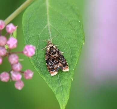 Olethreutes albiciliana Fernald 1882 resmi