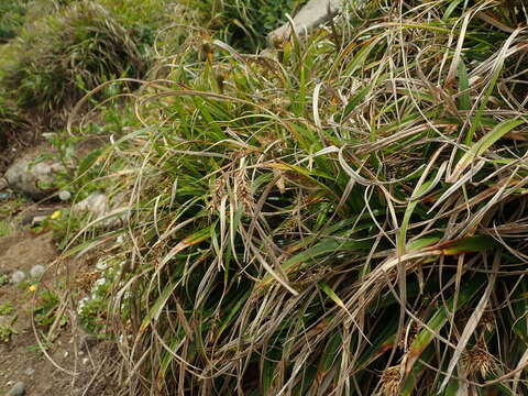 Imagem de Carex wahuensis C. A. Mey.