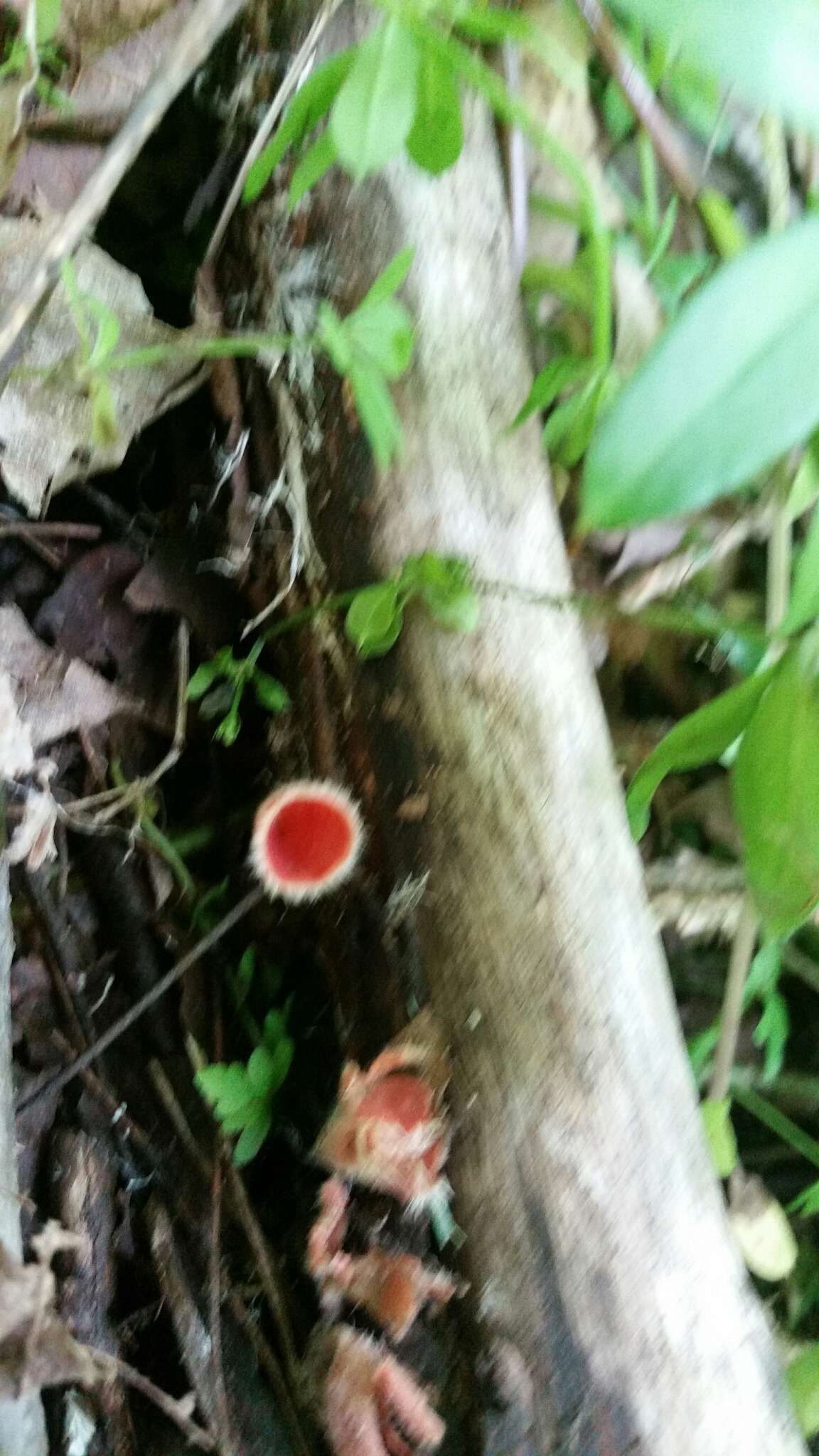 Image of Shaggy Scarlet Cup