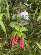 Image of Fuchsia petiolaris Kunth