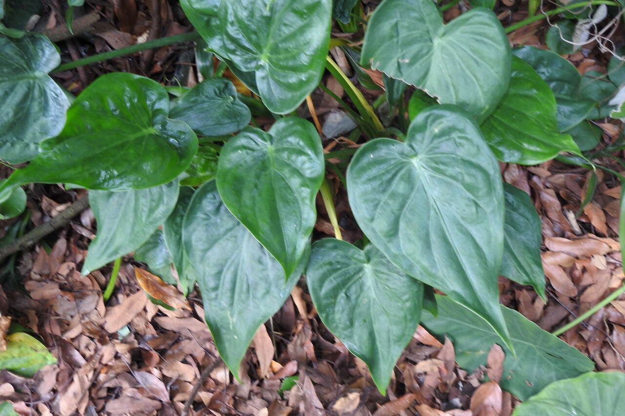 صورة Alocasia cucullata (Lour.) G. Don