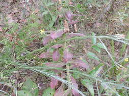 Image of downy lobelia