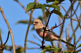 Image of Long-tailed Rosefinch