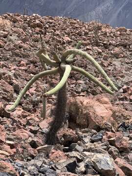 Image of Browningia candelaris subsp. candelaris