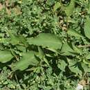 Image of narrowleaf morning-glory