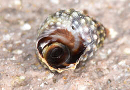 Image of Echinolittorina tuberculata (Menke 1828)