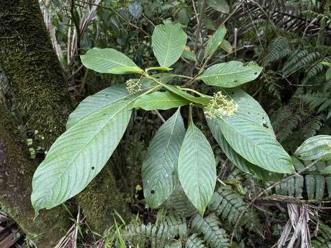 Image of Palicourea berteroana (DC.) Borhidi