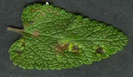 Imagem de Puccinia annularis (F. Strauss) G. Winter 1881