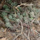 Image of Ceropegia articulata subsp. articulata