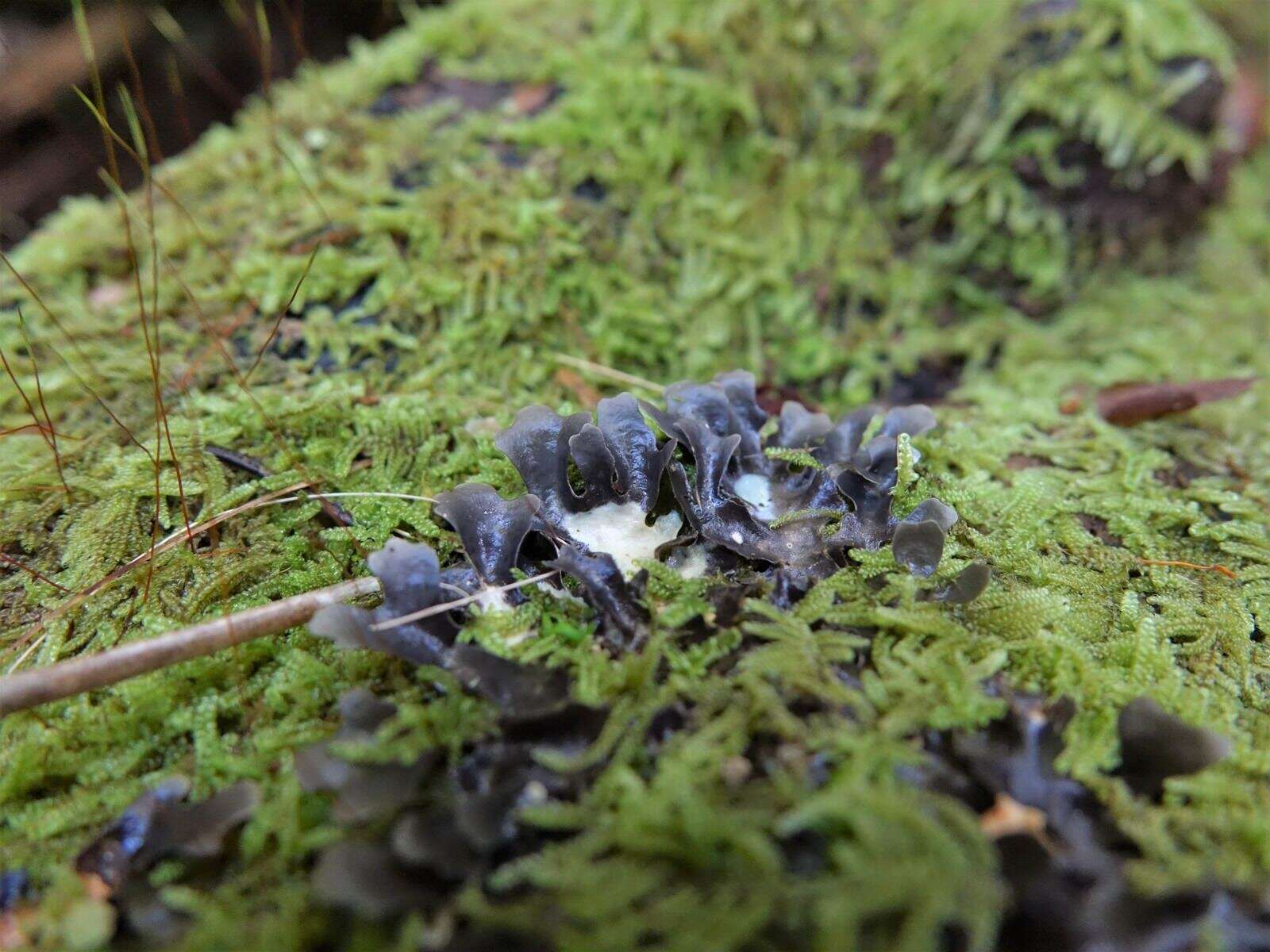 Image de Pseudocyphellaria dissimilis (Nyl.) D. J. Galloway & P. James