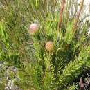 Imagem de Leucadendron uliginosum subsp. glabratum I. J. M Williams