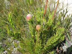 Image of Leucadendron uliginosum subsp. glabratum I. J. M Williams