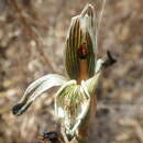 Chloraea bletioides Lindl. resmi