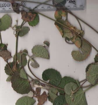 Image of Centella lanata Compton