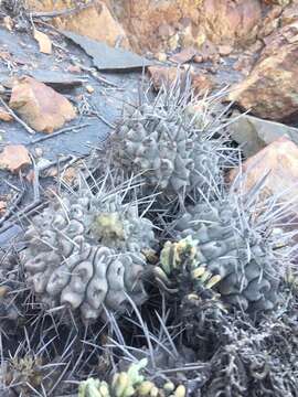 Image of Copiapoa fiedleriana (K. Schum.) Backeb.