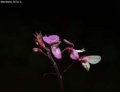 Desmodium molliculum (Kunth) DC. resmi