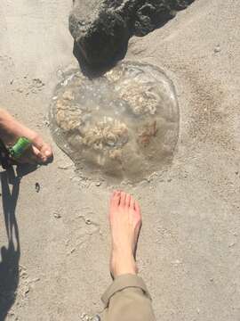 Image of mushroom cap jellyfish