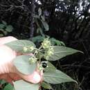 Sivun Solanum didymum Dun. kuva