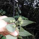 Image de Solanum didymum Dun.