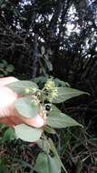 Image of Solanum didymum Dun.