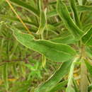 Image of Disynaphia multicrenulata (Sch. Bip. ex Baker) R. King & H. Rob.