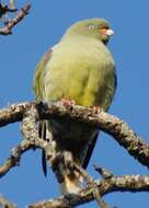 Image of African Green Pigeon