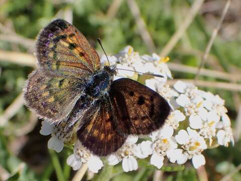 Imagem de Lycaena tama (Fereday 1878)